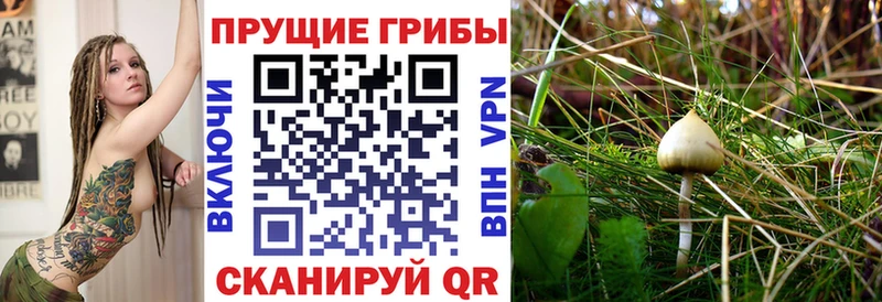 omg рабочий сайт  Невьянск  Псилоцибиновые грибы Cubensis  shop формула  дарнет шоп 